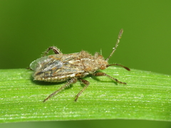 Rhopalus distinctus