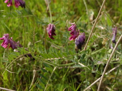 Vicia benghalensis