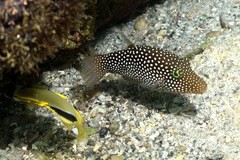 Canthigaster punctatissima