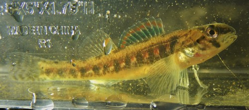 Iowa Darter