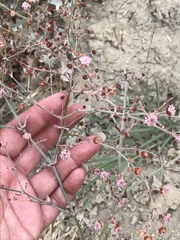 Eriogonum angulosum