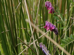 Vicia benghalensis