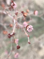 Eriogonum angulosum