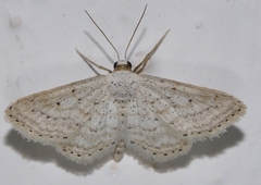 Idaea elongaria