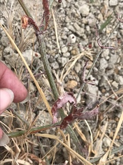 Eriogonum angulosum