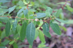 Hypericum walteri