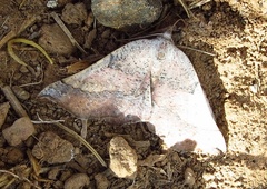 Drepanogynis mixtaria