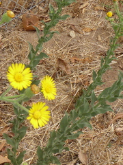 Heterotheca grandiflora