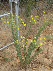 Heterotheca grandiflora
