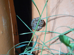 Scinax x-signatus