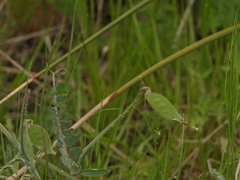 Vicia benghalensis