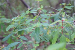 Hypericum walteri