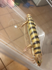 Eremiascincus richardsonii