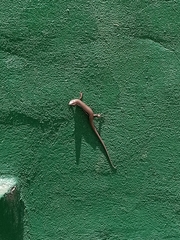Aspronema dorsivittatum