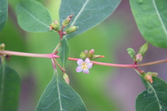 Hypericum walteri