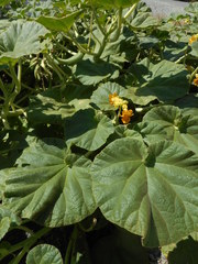 Ibicella lutea