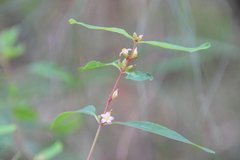 Hypericum walteri