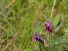 Vicia benghalensis