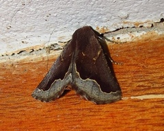 Drepanogynis ectoglauca