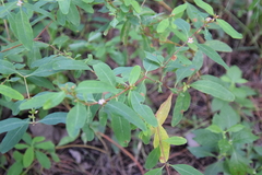 Hypericum walteri