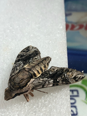 Agrius godarti