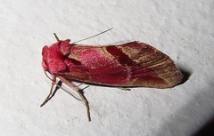 Acontia accola