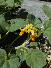 Ibicella lutea