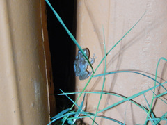 Scinax x-signatus