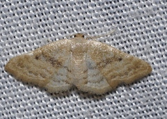 Idaea alicantaria