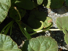 Ibicella lutea