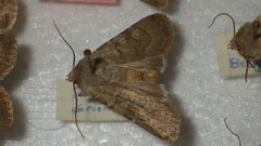 Euxoa decora