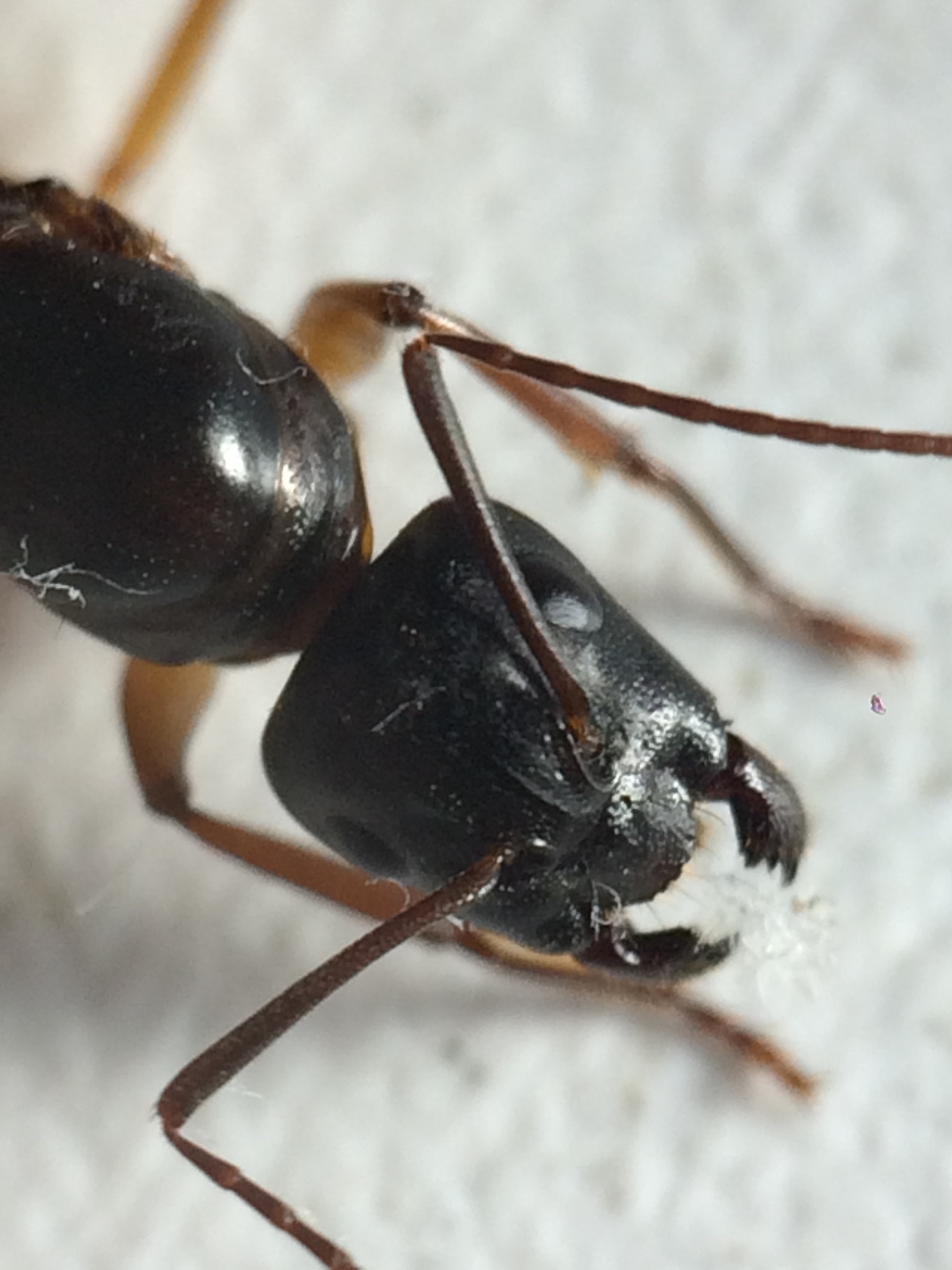 Camponotus semitestaceus