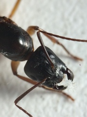 Camponotus semitestaceus