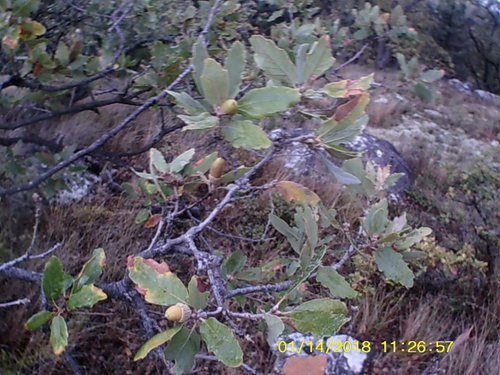 Flaumeiche (Quercus pubescens): Herkunft und Verwendung — Foto 1
