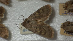 Euxoa decora