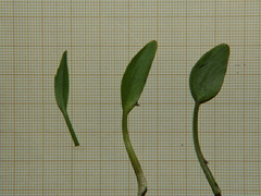 Ranunculus ophioglossifolius