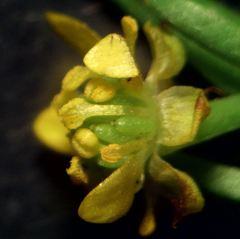 Ranunculus ophioglossifolius