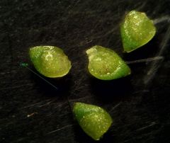 Ranunculus ophioglossifolius