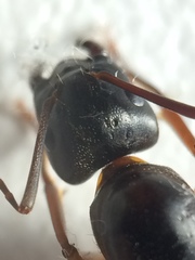Camponotus semitestaceus