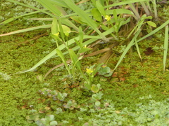 Ranunculus ophioglossifolius