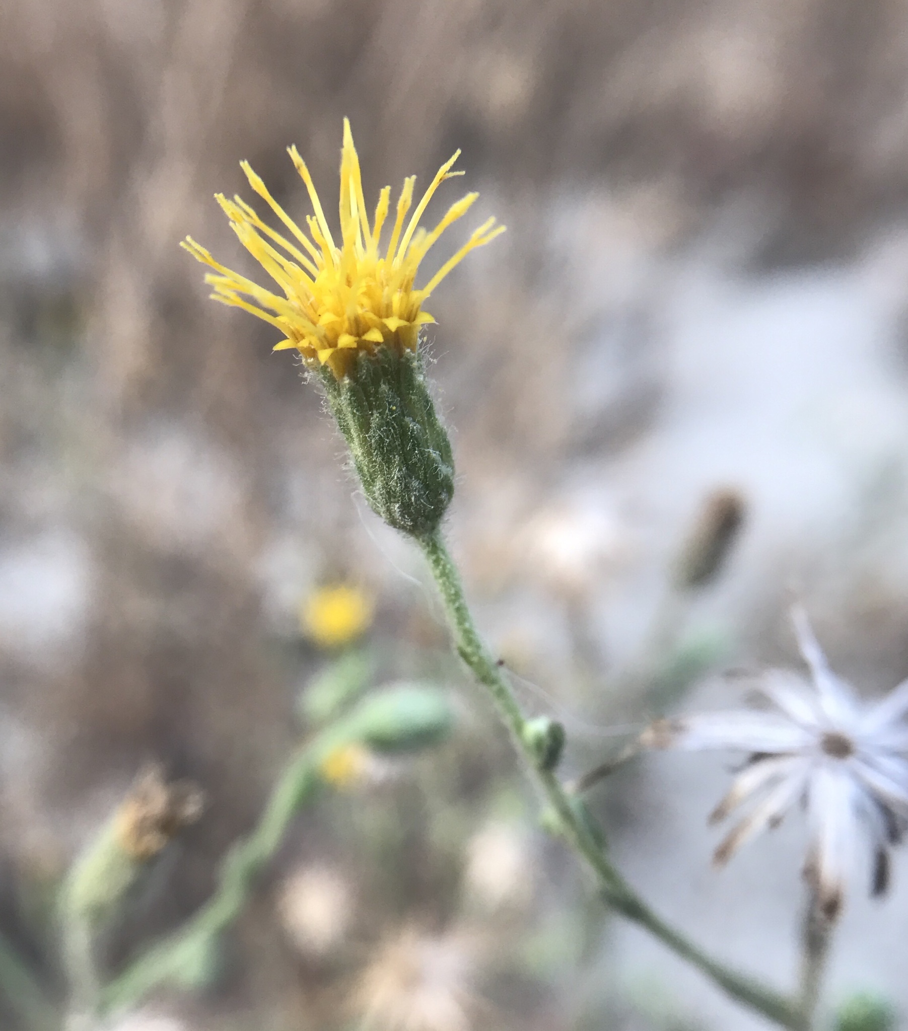 Heterotheca oregona var. scaberrima