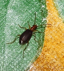 Brachininae