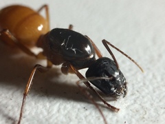 Camponotus semitestaceus