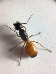 Camponotus semitestaceus