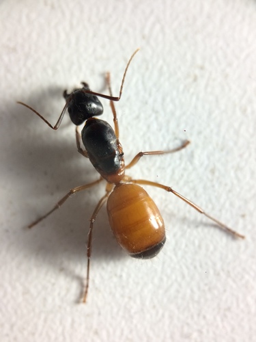 Camponotus semitestaceus photo 3