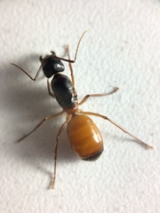Camponotus semitestaceus