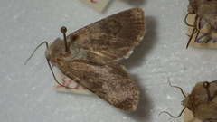 Euxoa decora