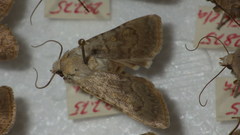 Euxoa decora