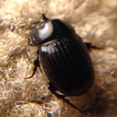 Small Black Dung Beetle photo 5
