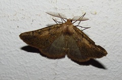 Drepanogynis miltophyris
